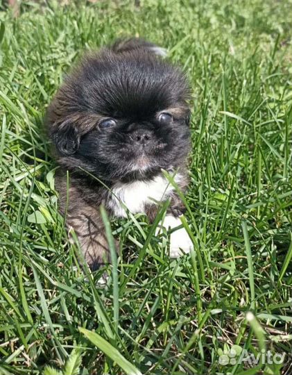 Щенок пекинес