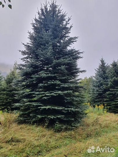 Ель зеленая обыкновенная саженцы, крупномеры