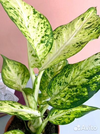 Дифенбахия, Шефлера, Аспарагус