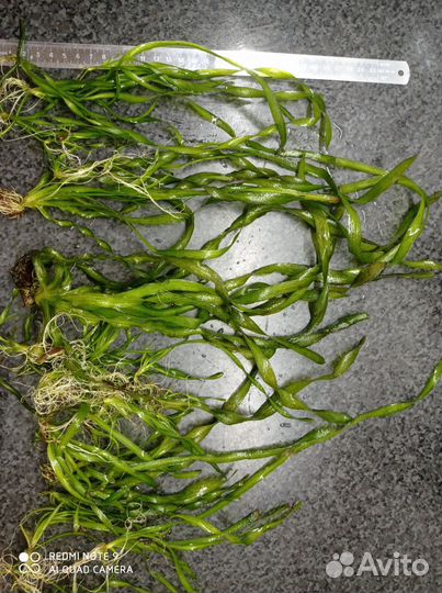 Водоросли для аквариума