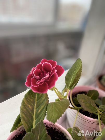 Глоксиния махровая