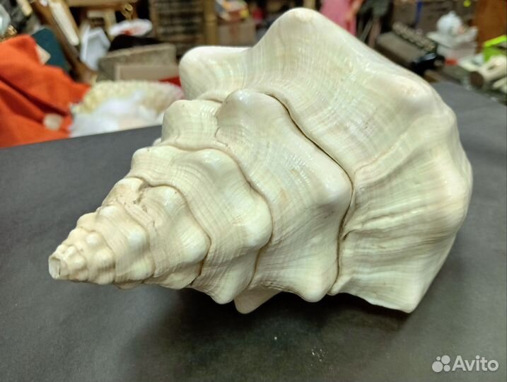 Ракушка большая