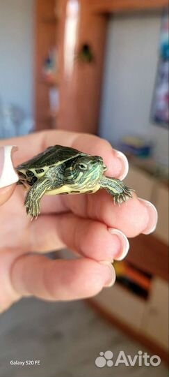 Репетилии черепахи