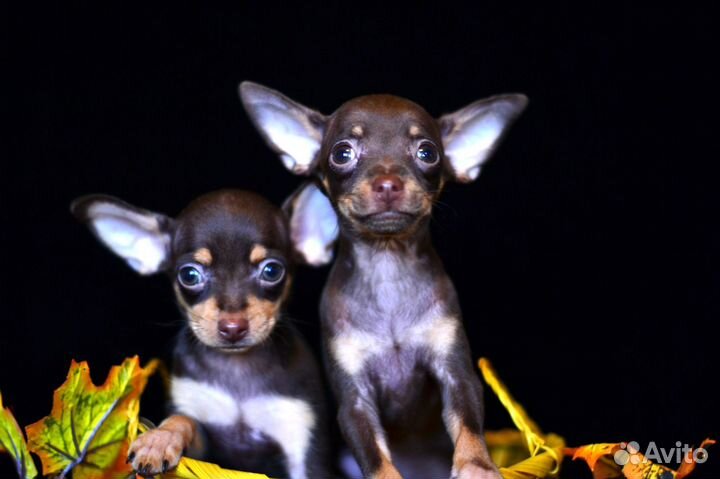 Мини той терьер в Сочи