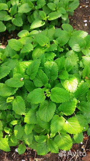 Мята мелисса