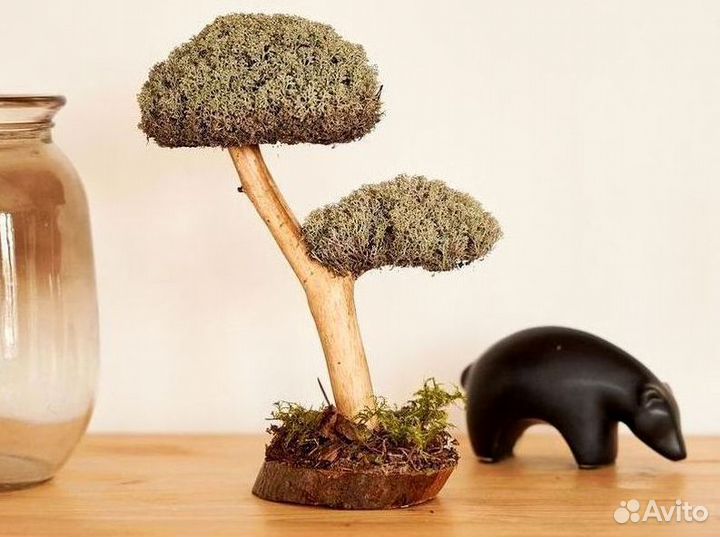 Дерево бонсай из цетрарии ручная работа