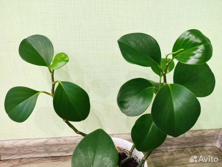 Пеперомия: туполистная и перескиелистная