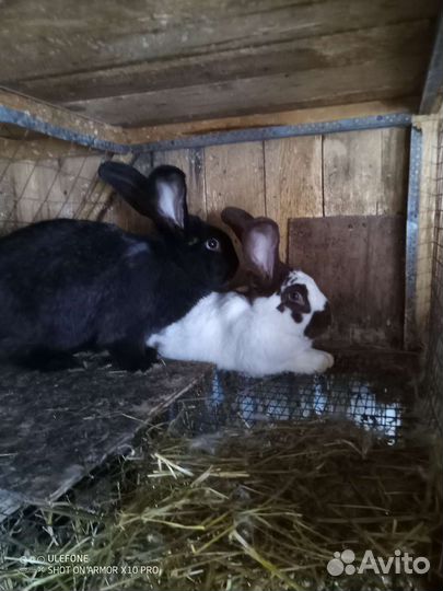 Продаются кролики на племя