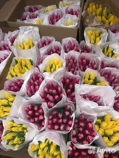 Тюльпаны к 8 марта