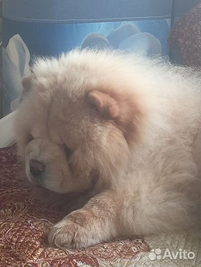 Собачий пух и шерсть