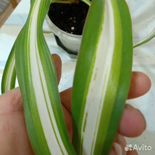 Взрослые цветы