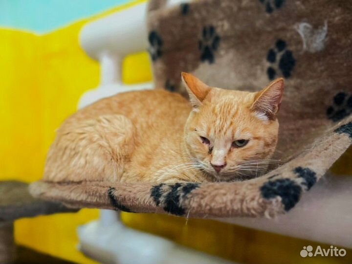Кошка Рыжуля в добрые руки