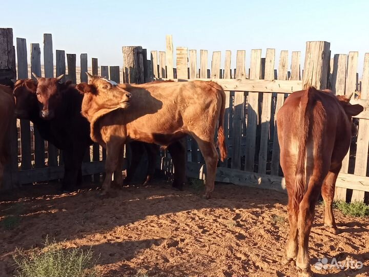 Бычки и телки