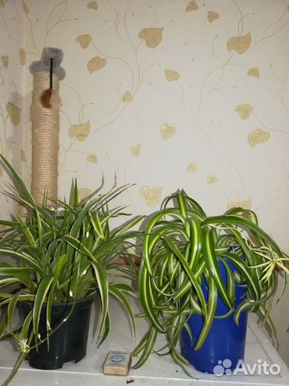 Хлорофитум