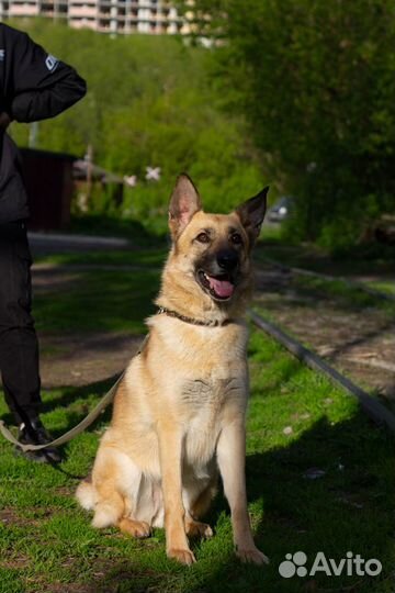 Собака-компаньон Лада в добрые руки