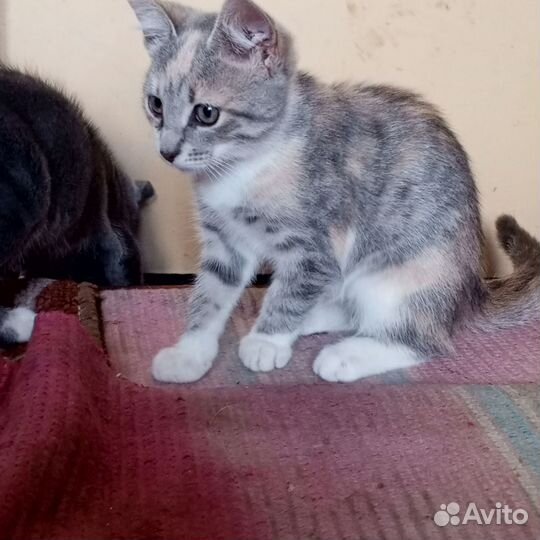 Котёнок 4мес