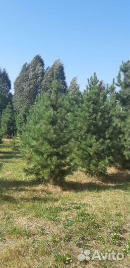 Кедр сибирский