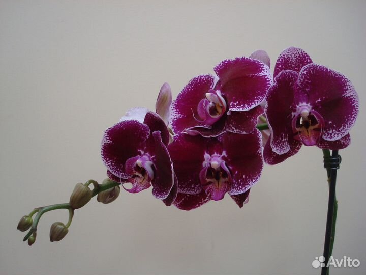 Орхидея фаленопсис