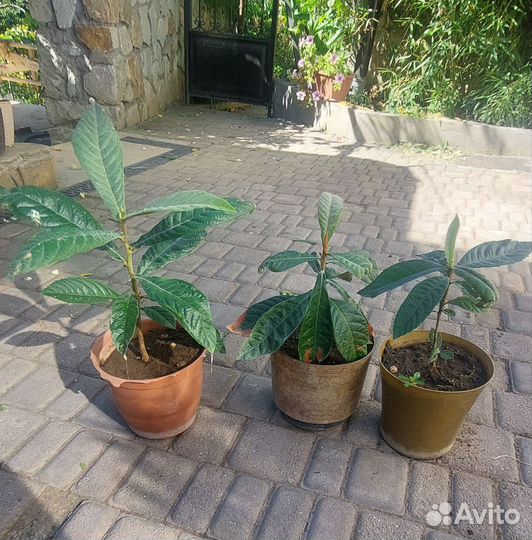 Продам ростки Мушмулы