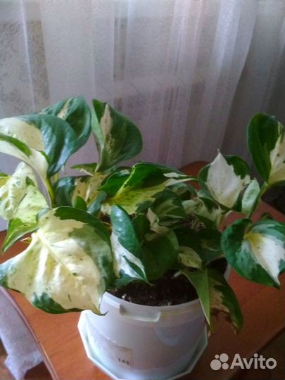 Сципсус хеппи лив