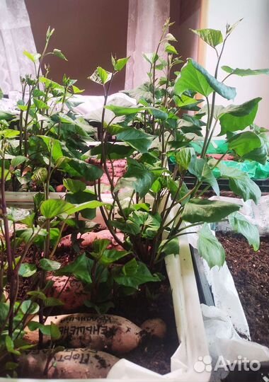 Черенки и клубни батата 16сортов, отправка почтой