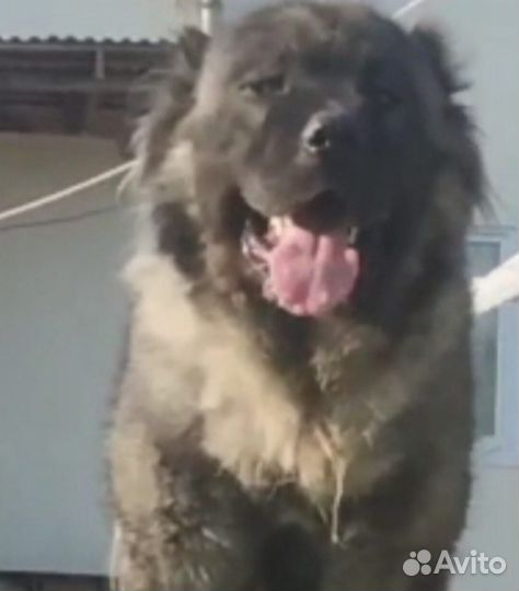 Кавказская овчарка щенки