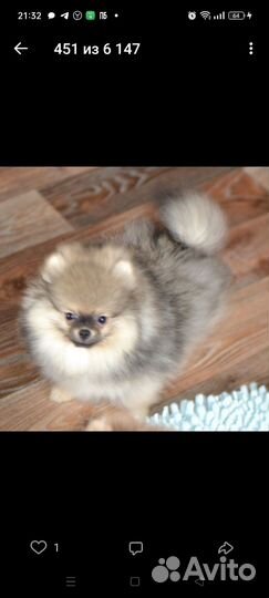 Отличный померанский комочек счастья