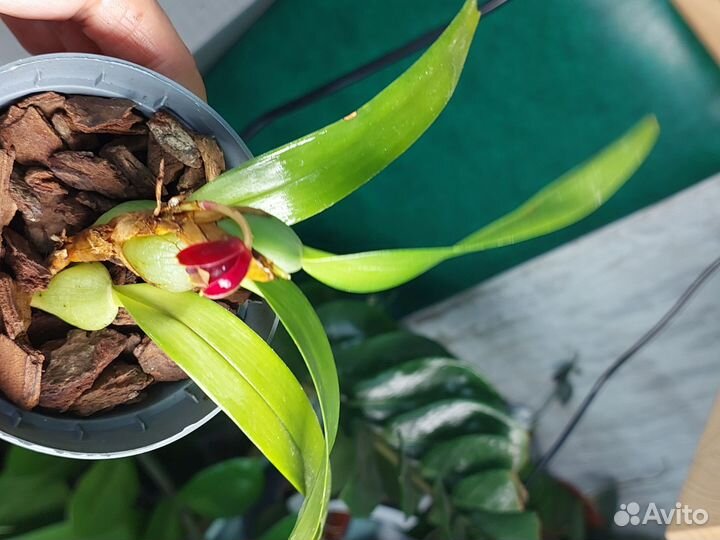 Орхидея maxillaria variabilis RED Азия