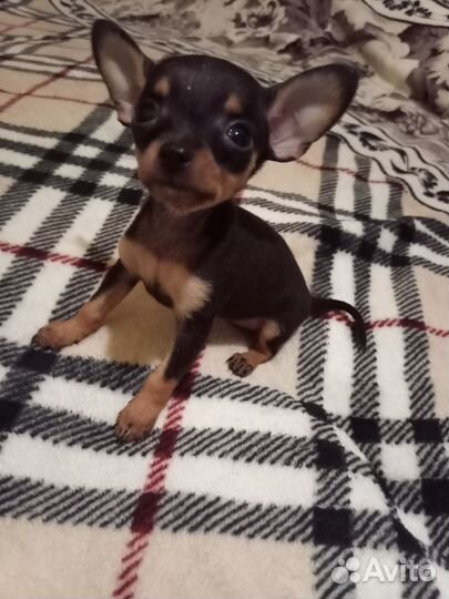 Мини той-терьер