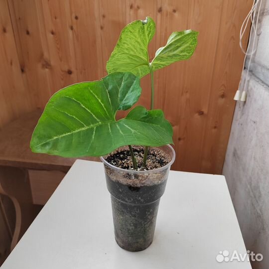 Сингониум батерфляй