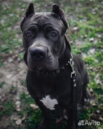 Кане корсо для фото