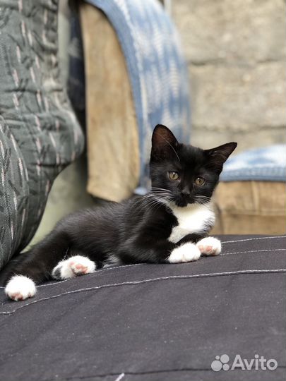 Котята в добрые руки, Метисы