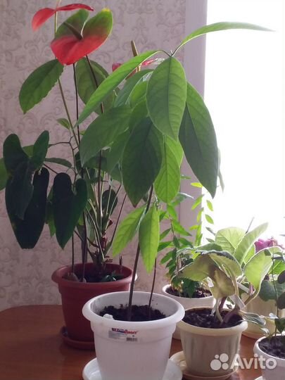Авокадо деревце