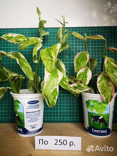 Комнатные растения