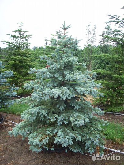 Ель голубая