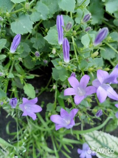 Многолетние цветы для сада