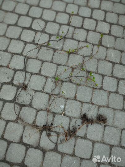 Гортензия черешковая отростки с корнями