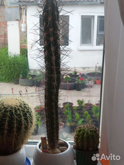 Кактусы редкие