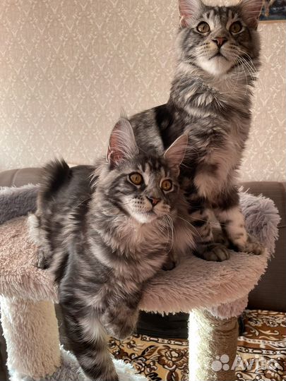 Кошка мейкун