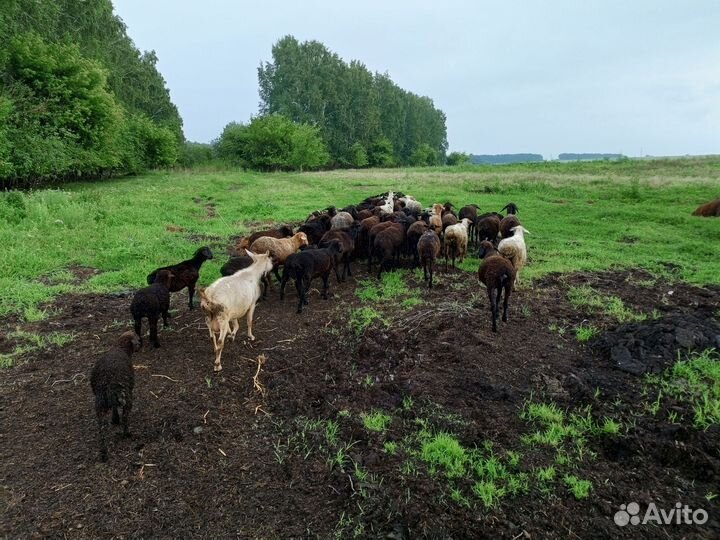 Овцы бараны