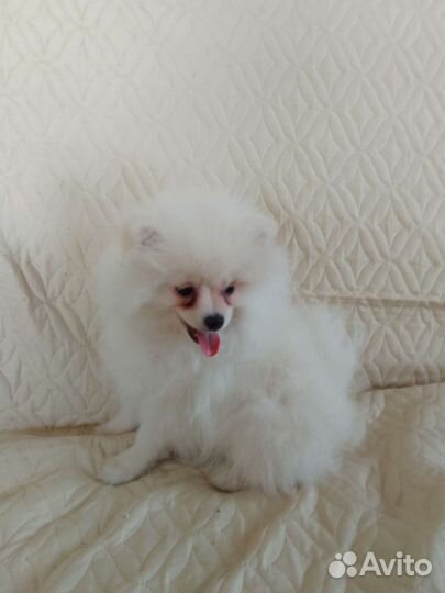 Щенки шпица