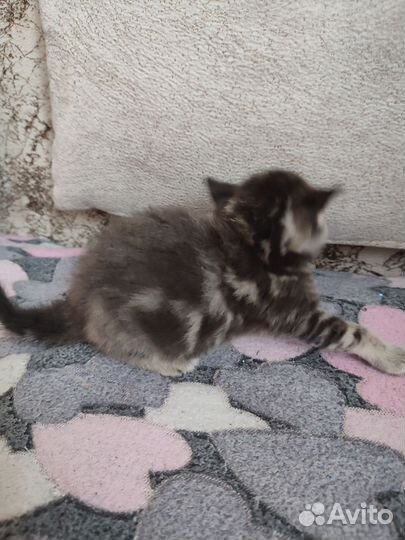 Шотландская кошка