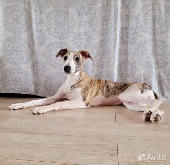 Щенок уиппета