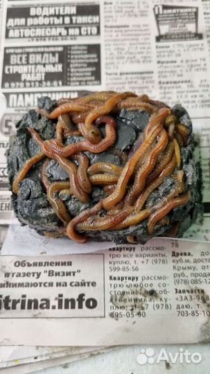 Морской червь нереис