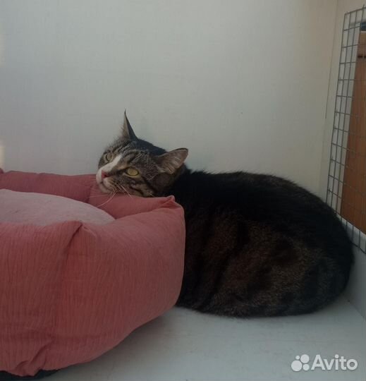 Кот - компаньон нуждается в доме