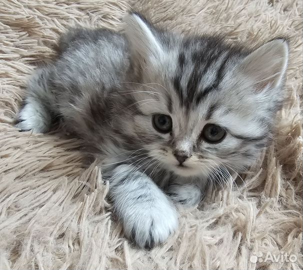 Шотландские котята