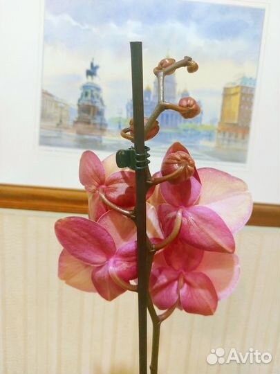 Сара Бланш орхидея Фаленопсис Сортовая Цветущая