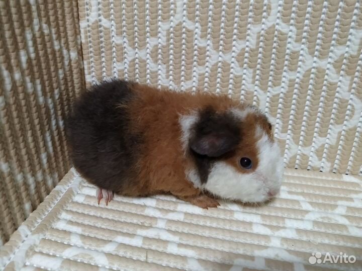 Морская свинка американский тедди