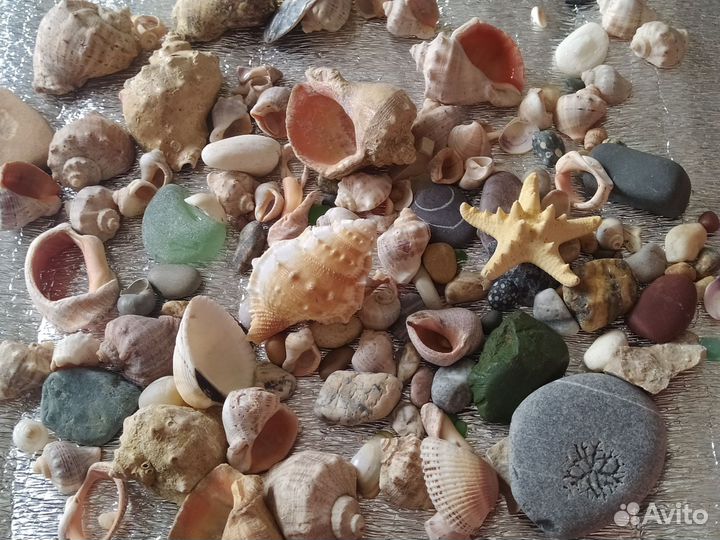 Морские ракушки, камни