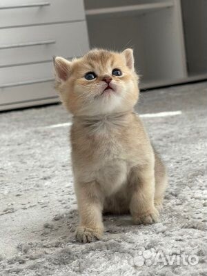 Шотландские золотые шиншиллы котята